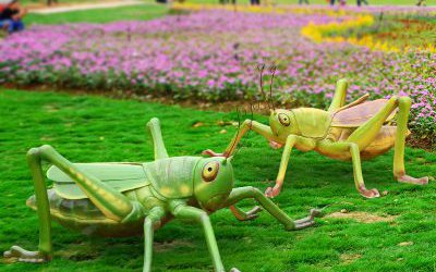 公園草坪擺放的兩只玻璃鋼彩繪蚱蜢雕塑