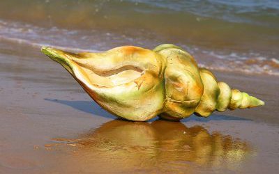 玻璃鋼仿真海螺雕塑戶外海邊