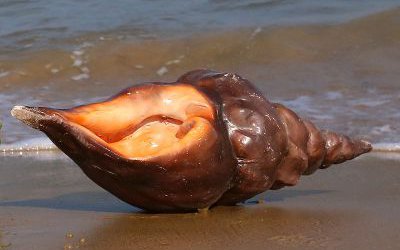 棕褐色玻璃鋼仿真海螺雕塑戶外沙灘景觀